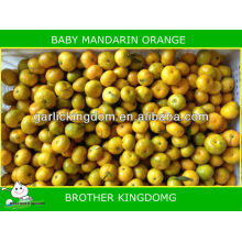 Nuevo mandarín del bebé de la nueva cosecha 2013 de BROTHER KINGDOM